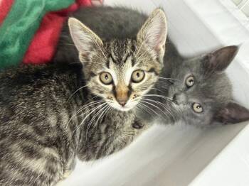 Domestic Short Hair Cats Available for Adoption in St. Helens, Oregon - 26-15 Octavius | PetCurious
