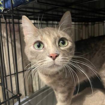 Whoopi -  Domestic Short Hair Cat for Adoption in Chicago, Illinois - Whoopi | PetCurious