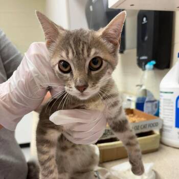 Barn Niki 26-07-155 -  Domestic Short Hair Cat for Adoption in Bastrop, Texas - Barn Niki 26-07-155 | PetCurious