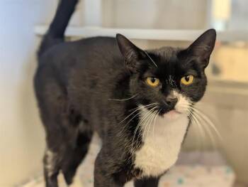 OLLIE -  Domestic Short Hair Cat for Adoption in Camarillo, California - OLLIE | PetCurious