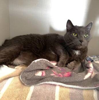 Rescue Domestic Short Hair Cats for Adoption in Hutchinson, Minnesota - Mittens And Midnight | PetCurious