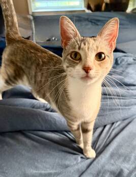 Thumbelina -  Domestic Short Hair Cat for Adoption in Broomall, Pennsylvania - Thumbelina | PetCurious