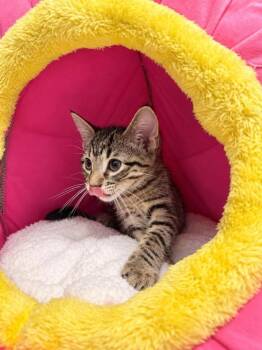 Rocket -  Domestic Short Hair Cat for Adoption in Emerald Isle, North Carolina - Rocket | PetCurious