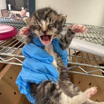 Wendell -  Domestic Short Hair Cat for Adoption in Philadelphia, Pennsylvania - Wendell | PetCurious