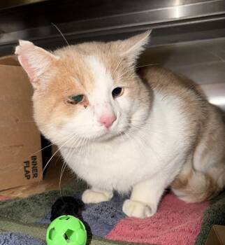 Rescue Domestic Short Hair Cats for Adoption in Pontiac, Michigan - Miller | PetCurious