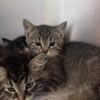 Zooble -  Domestic Short Hair Cat for Adoption in South Haven, Michigan - Zooble | PetCurious