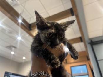 TORT -  Domestic Short Hair Cat for Adoption in Rowlett, Texas - TORT | PetCurious