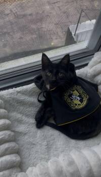Hella Hufflepath -  Domestic Short Hair Cat for Adoption - Hella Hufflepath | PetCurious