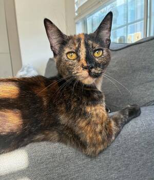 Hathor INDOOR ONLY -  Domestic Short Hair Cat for Adoption in Stockton, California - Hathor INDOOR ONLY | PetCurious