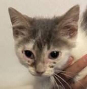 Rescue Domestic Short Hair Cats for Adoption in Portsmouth, Ohio - Gabriel | PetCurious