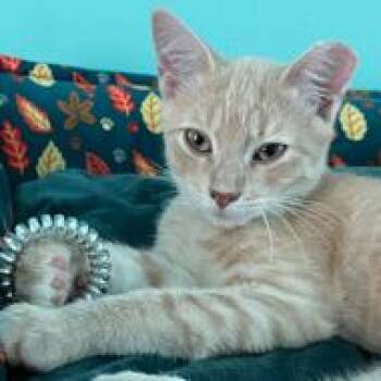 Cheeto -  Domestic Short Hair Cat for Adoption in Rock Falls, Illinois - Cheeto | PetCurious