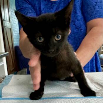 Rescue Domestic Short Hair Cats for Adoption in Woodstock, Virginia - Sabrina Miller | PetCurious