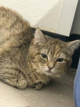Domestic Short Hair Cats Available for Adoption - Cake | PetCurious