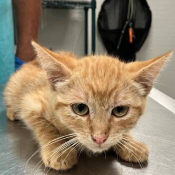 Mellow -  Domestic Short Hair Cat for Adoption in Las Cruces, New Mexico - Mellow | PetCurious