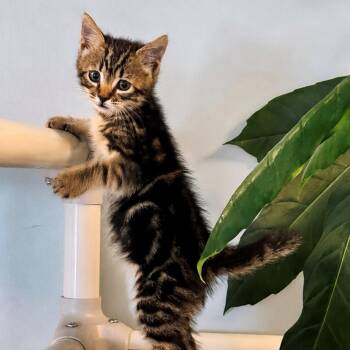 John -  Domestic Short Hair Cat for Adoption in Syosset, New York - John | PetCurious