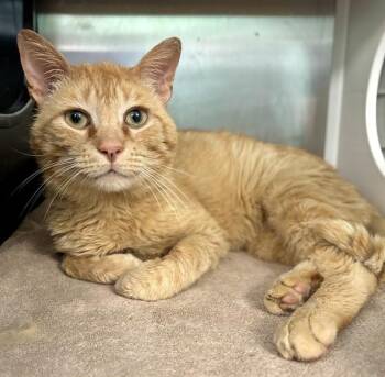 NOODLE -  Domestic Short Hair Cat for Adoption in Kalamazoo, Michigan - NOODLE | PetCurious
