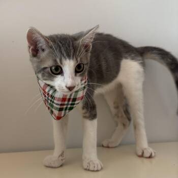 Cloud -  Domestic Short Hair Cat for Adoption - Cloud | PetCurious