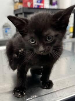 Rescue Domestic Short Hair Cats for Adoption in Hillsdale, Indiana - Paul | PetCurious