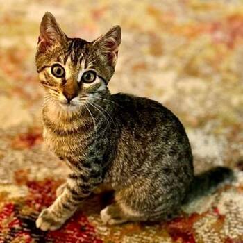 Wilson -  Domestic Short Hair Cat for Adoption in Green Bay, Wisconsin - Wilson | PetCurious