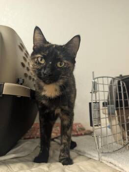 Saffron -  Domestic Short Hair Cat for Adoption in Palm Harbor, Florida - Saffron | PetCurious