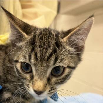 Cavatappi Caper -  Domestic Short Hair Cat for Adoption in Murray, Utah - Cavatappi Caper | PetCurious
