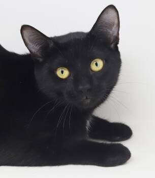 Rescue Bombay Cats for Adoption in Bedford Hills, New York - Mai!  The Sweetest Kitten Angel Of Them All!  PURRFECT In Every  | PetCurious