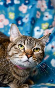 Domestic Short Hair Cats Available for Adoption in Yakima, Washington - Carol | PetCurious
