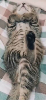 Rescue Tabby Cats for Adoption in Orlando, Florida - Jet | PetCurious