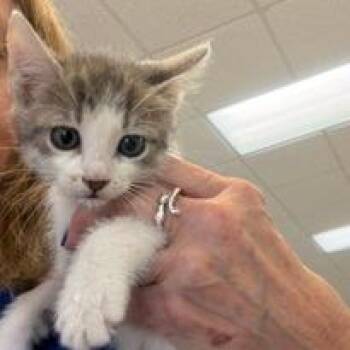 Dexter -  Domestic Short Hair Cat for Adoption in Greensboro, Georgia - Dexter | PetCurious