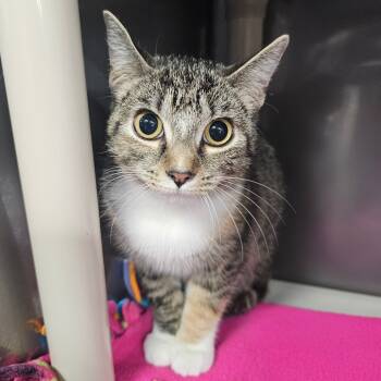 Rescue Domestic Medium Hair Cats for Adoption in Jefferson City, Tennessee - Kitty | PetCurious