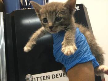 A1937977 -  Domestic Short Hair Cat for Adoption in Thousand Palms, California - A1937977 | PetCurious