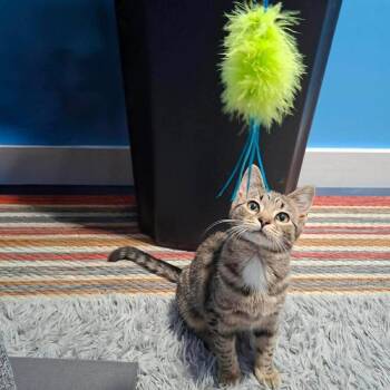 Domestic Short Hair Cats Available for Adoption - Sylvie | PetCurious