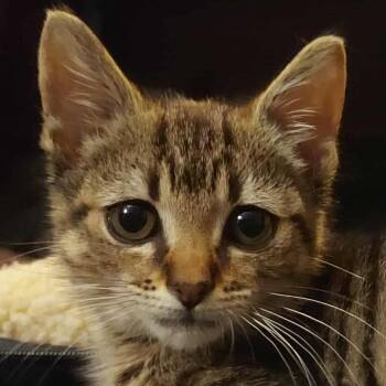 Rescue Domestic Short Hair Cats for Adoption in Reisterstown, Maryland - Dale | PetCurious