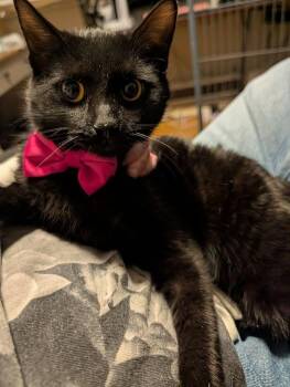 Domestic Short Hair Cats Available for Adoption - Valentina | PetCurious