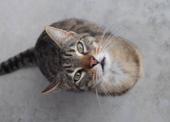 Rescue Domestic Short Hair Cats for Adoption in Westbrook, Connecticut - Jeffrey | PetCurious