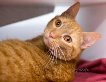 Calla Lilly -  Domestic Short Hair Cat for Adoption in Reisterstown, Maryland - Calla Lilly | PetCurious