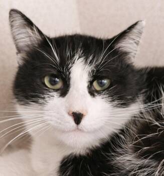 Domestic Short Hair Cats Available for Adoption - Slush | PetCurious