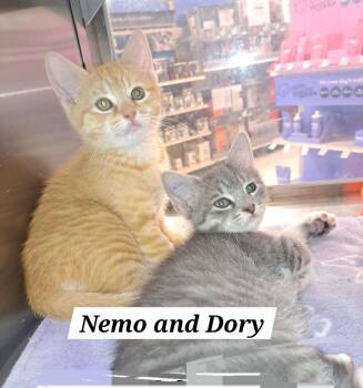 Tabby Cats Available for Adoption - Nemo W/ Dory (m) (FCID# 03/16/26-93 Brandywine PS) | PetCurious