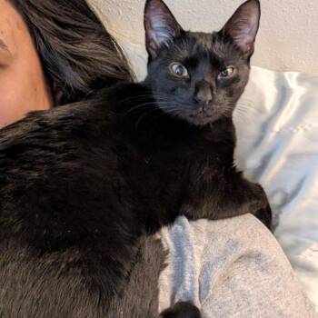 Ivy -  American Shorthair Cat for Adoption in Wahiawa, Hawaii - Ivy | PetCurious
