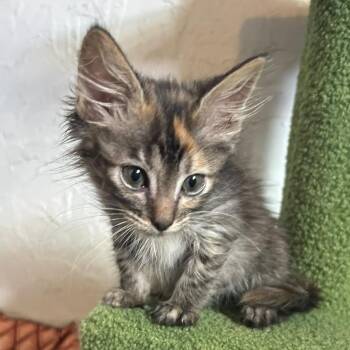 Ravioli -  Domestic Medium Hair Cat for Adoption in Taos, New Mexico - Ravioli | PetCurious