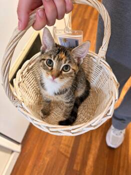 Isabella P -  Calico Cat for Adoption in Fresno, California - Isabella P | PetCurious
