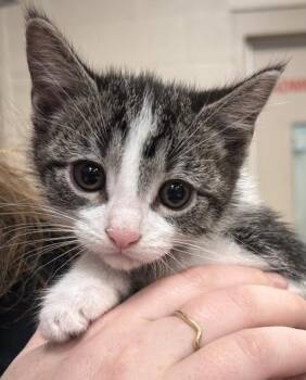 Nutella -  Domestic Short Hair Cat for Adoption in Fishers, Indiana - Nutella | PetCurious
