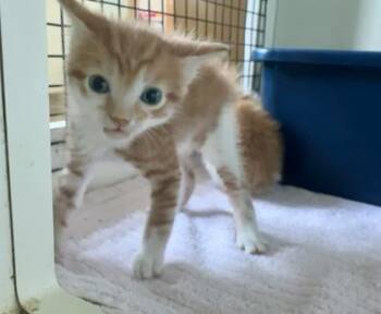 Mewtew -  Domestic Short Hair Cat for Adoption in Palm Coast, Florida - Mewtew | PetCurious