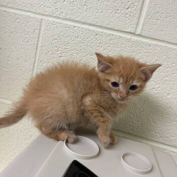Koi Pond -  Domestic Short Hair Cat for Adoption in Charlottesville, Virginia - Koi Pond | PetCurious