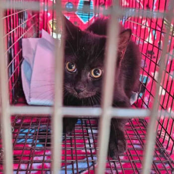 Rescue Domestic Medium Hair Cats for Adoption in Reisterstown, Maryland - Curious (bonded With Spooky) | PetCurious