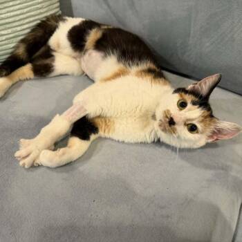 Domestic Short Hair Cats Available for Adoption in Candler, North Carolina - Flower Power | PetCurious