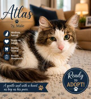 Atlas -  Domestic Long Hair Cat for Adoption in Chicago, Illinois - Atlas | PetCurious