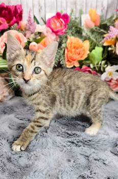 Domestic Short Hair Cats Available for Adoption in Ocean Springs, Mississippi - Cherry | PetCurious