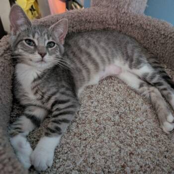 Pusheen -  Domestic Short Hair Cat for Adoption in Lake Orion, Michigan - Pusheen | PetCurious