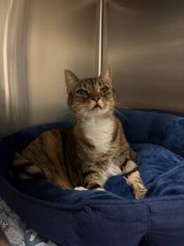 Rescue Domestic Short Hair Cats for Adoption in Ocala, Florida - Sally Sirloin | PetCurious